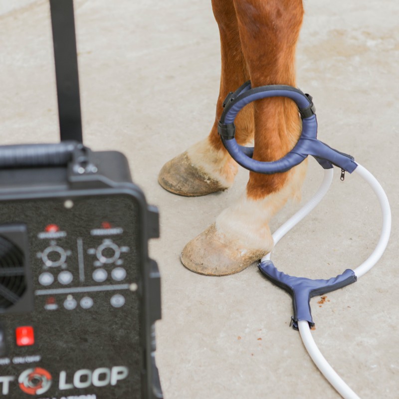 PMST LOOP PEMF Therapy Horse E - đánh giá và giá Therapy Health And Wellness